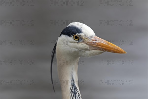 Grey heron