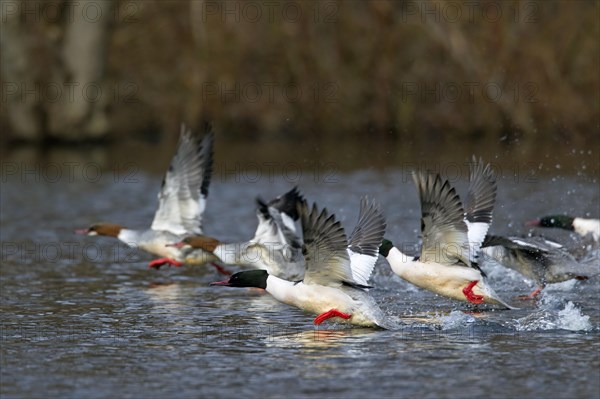 Common Merganser