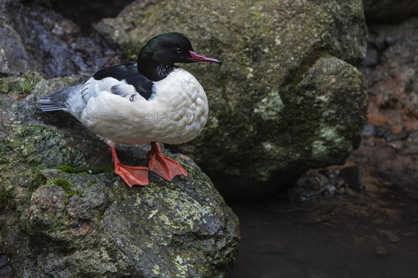 Common merganser