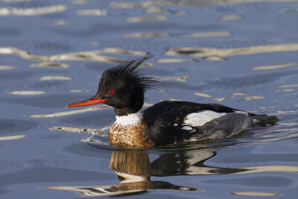 Red-breasted merganser