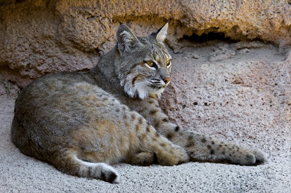 Bobcat