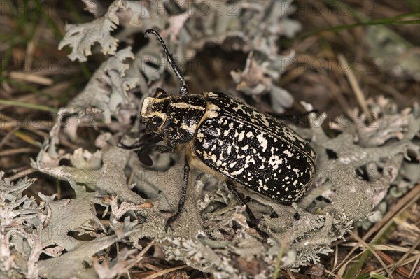 Turkish cockchafer