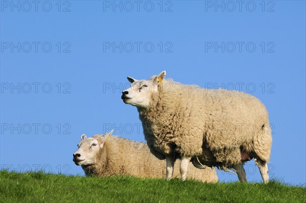 Two domestic Texel sheep