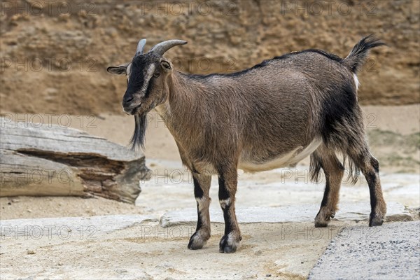 Cameroon sheep