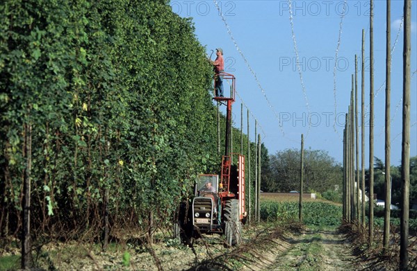 Harvesting of hops