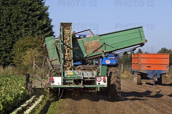 Field with cultivated chicory plants being raised by tractor with harvester