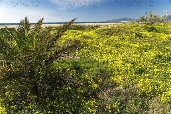 Playa de Los Lances beach in Tarifa