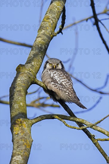 Northern hawk-owl