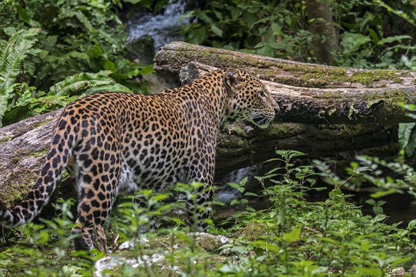 Javan leopard