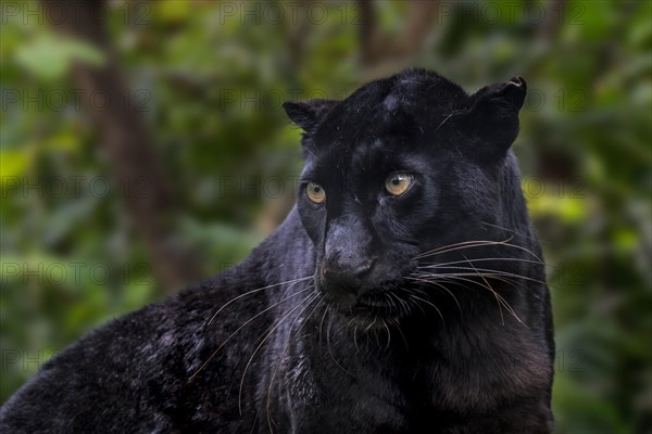 Melanistic leopard