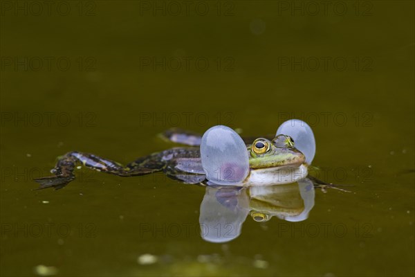 European edible frog