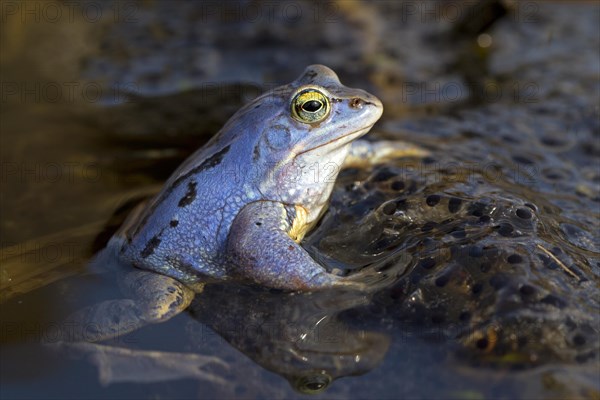 Moor Frog