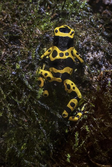 Yellow-banded poison dart frog