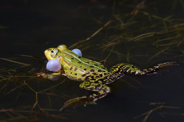 Edible frog