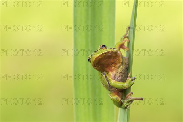 European tree frog