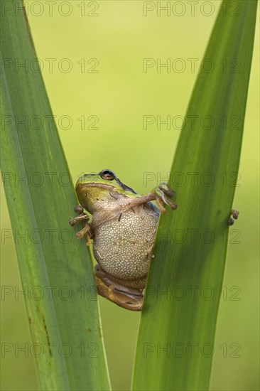 European tree frog