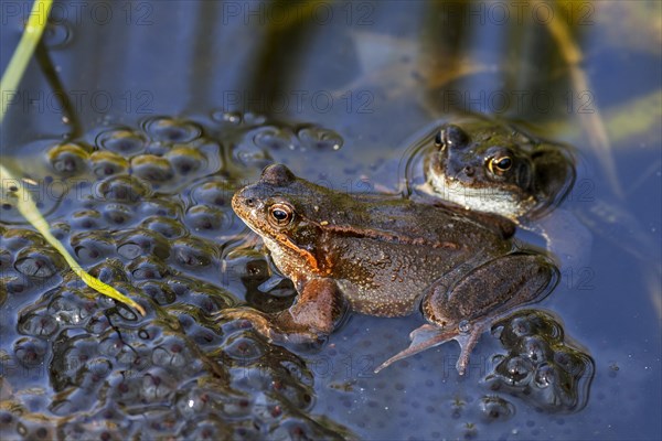 European common frog