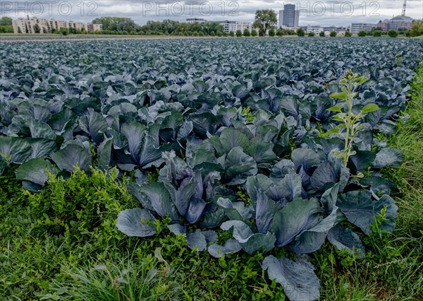 Filder-Rotkohl. Red Cabbage on the field in a suburbian of Stuttgart Baden-Wuerttemberg