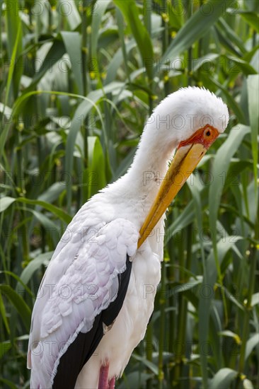 Yellow-billed stork