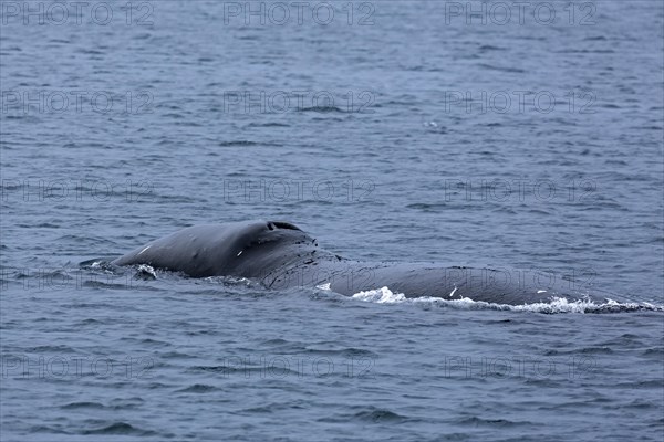 Bowhead whale