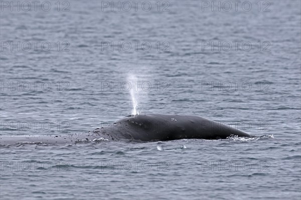 Blow through blowhole of bowhead whale