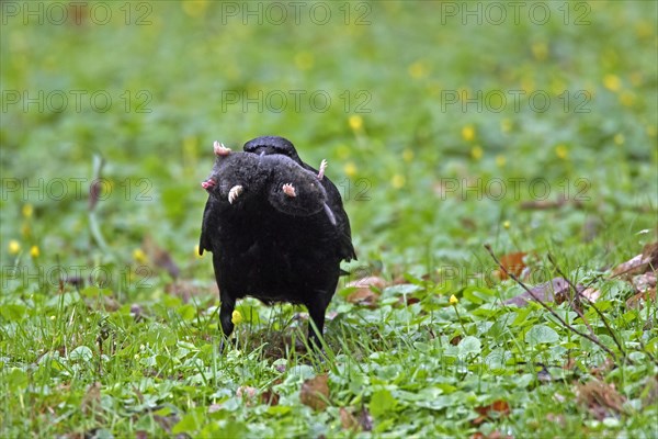 Carrion crow