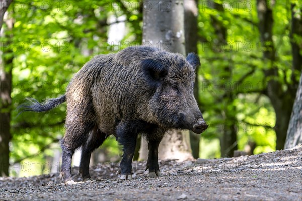 Wild boar