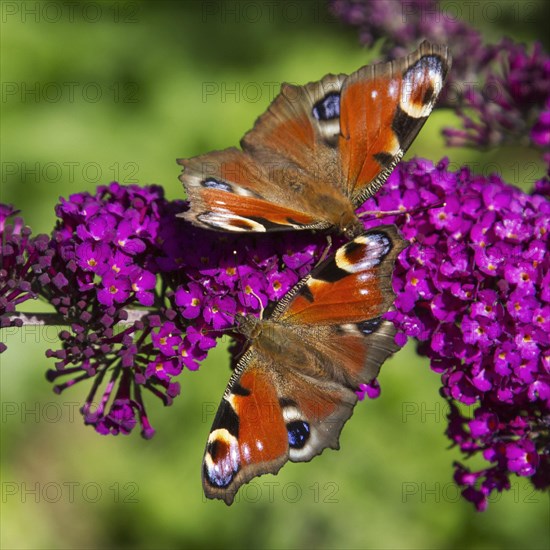 Two European Peacock butterflies