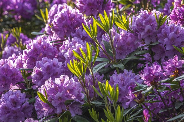 Common rhododendron