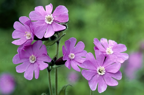 Red campion