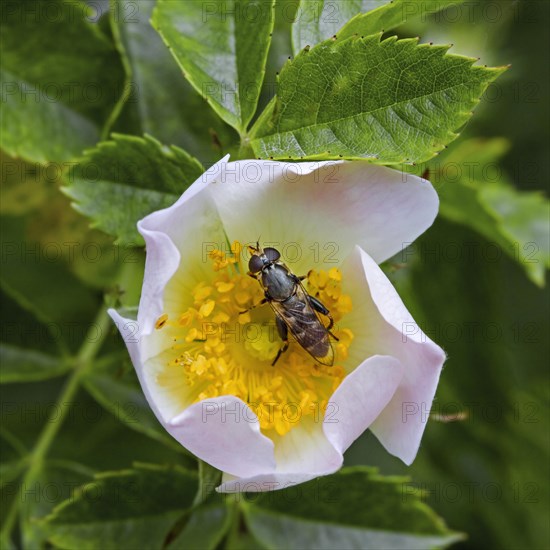 Thick-legged hoverfly