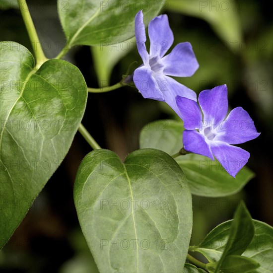 Bigleaf periwinkle