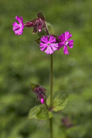 Red campion