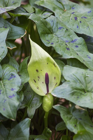 Wild arum