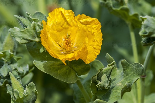 Yellow hornpoppy