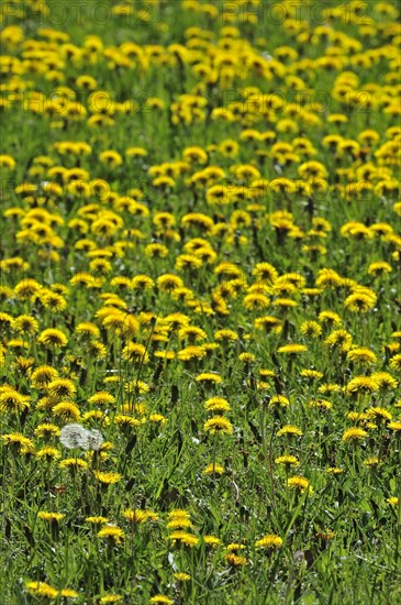 Carpet of common dandelions