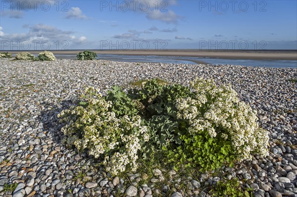 Sea kale