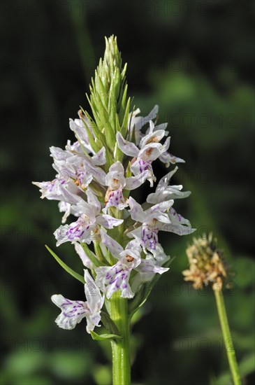 Heath Spotted Orchid