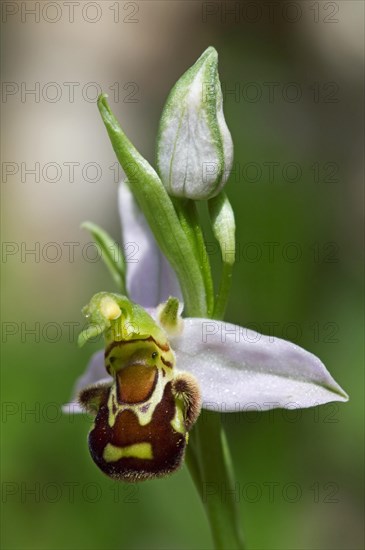 Bee orchid