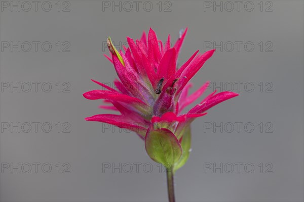 Close up of giant red Indian paintbrush