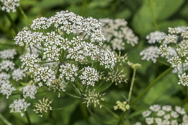 Ground elder