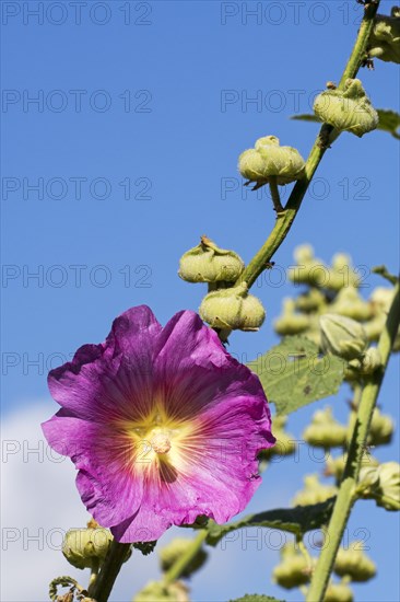 Common hollyhock