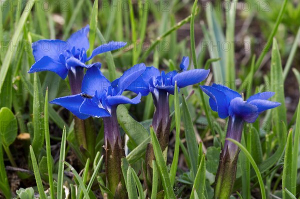 Spring gentians