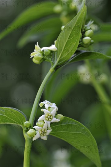 White swallow wort