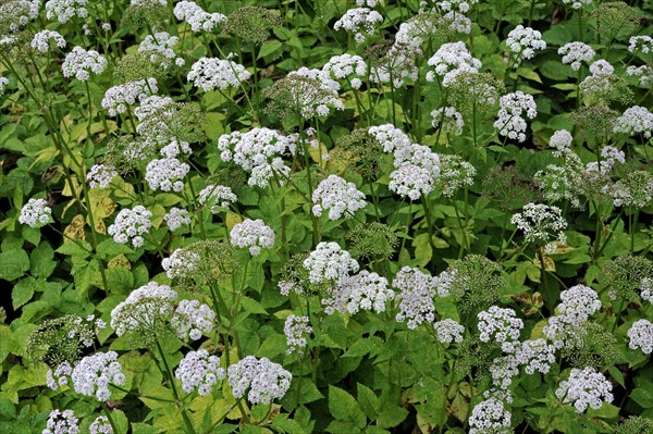 Ground-elder