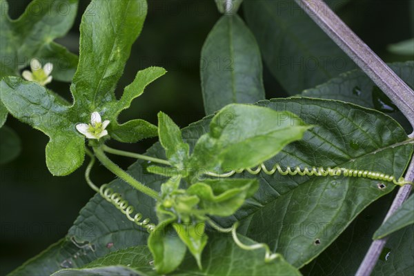 Red bryony