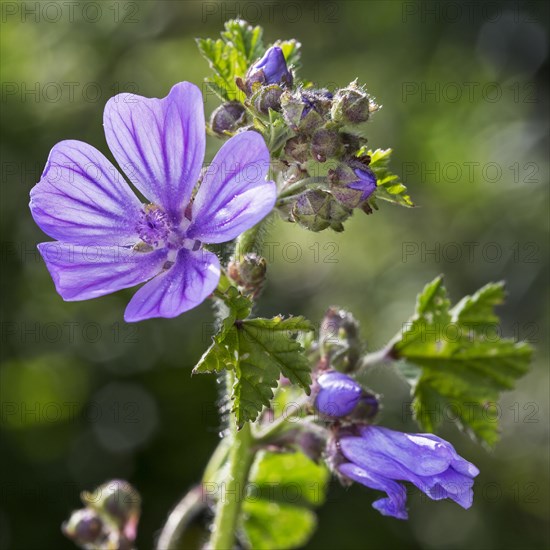 Common mallow