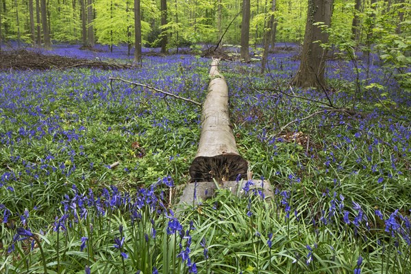 Felled tree among bluebells