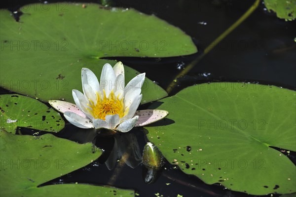 European white waterlily