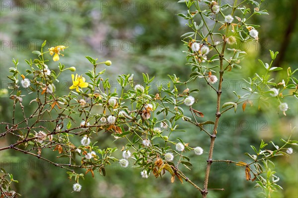 Creosote bush